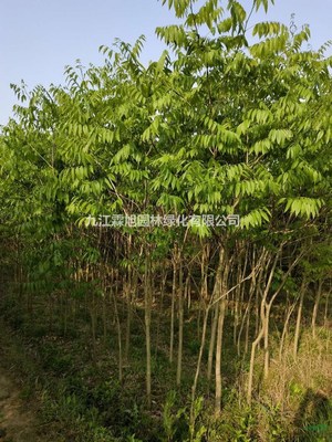 江西無患子 特征、用途與種植經(jīng)營(yíng)指南