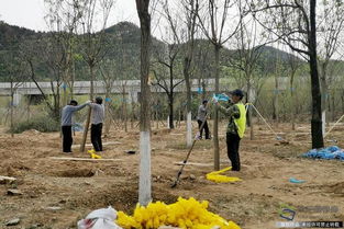 北京興延高速昌平段完成6600畝樹(shù)木栽植，構(gòu)筑京北綠色生態(tài)走廊