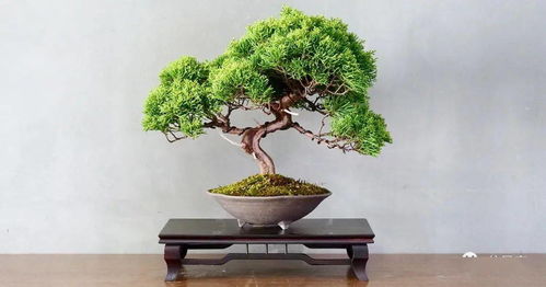 盆景收藏之增值條件 樹(shù)木種植的藝術(shù)與技巧