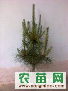 供應(yīng)各種規(guī)格營(yíng)養(yǎng)缽油松（30-120cm）——西裕村苗木基地，農(nóng)苗網(wǎng)專業(yè)推薦