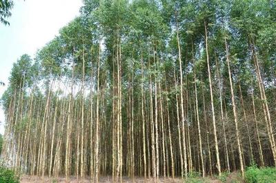 從“致富樹(shù)”到“絕后樹(shù)” 速生桉的生態(tài)爭(zhēng)議與種植反思